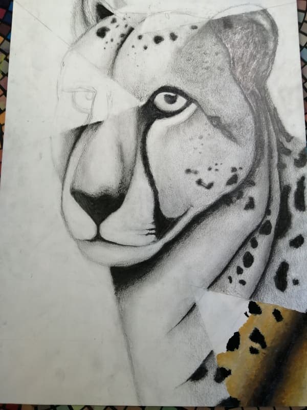Cheetah, drawing