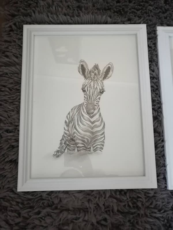 Zebra foal, framed