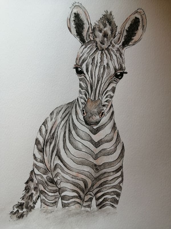 Zebra foal
