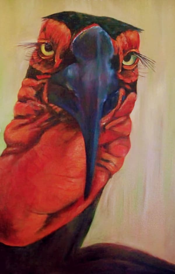 Ground hornbill