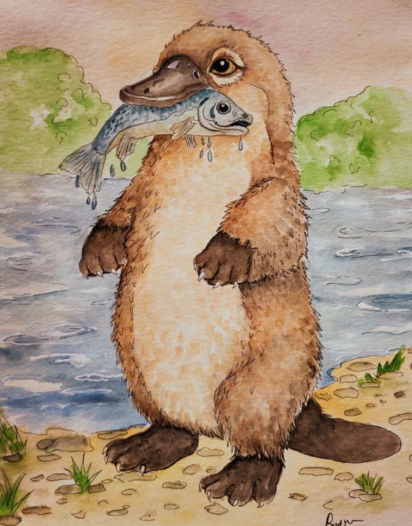 Platypus with a fish